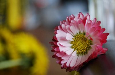 daisy