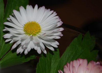daisy