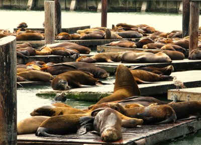 The sea lions @ Pier 39 : they are sleeping or posing for tourists?  ;)