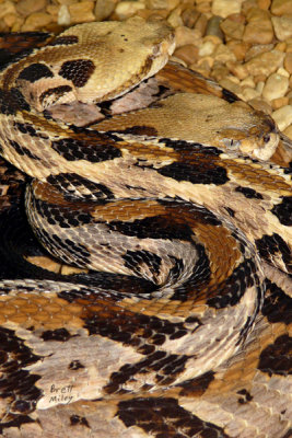 rattimber1659_Timber Rattlesnake