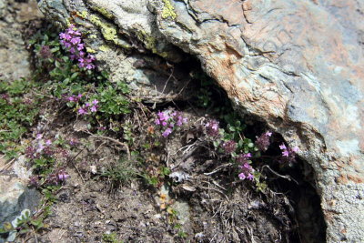 08-08-06-13-20-20_Rotenboden Stop_6908.JPG