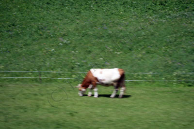 08-08-09-13-55-46_Up into the Dolomites_7306.jpg