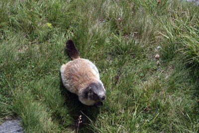 08-08-09-16-00-51_Achtung Marmeltiere_7477.jpg