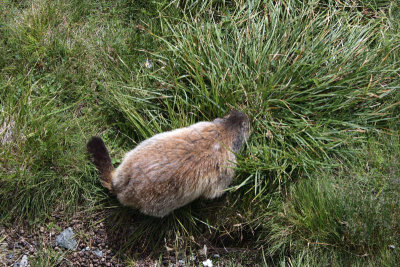 08-08-09-16-01-01_Achtung Marmeltiere_7478.jpg