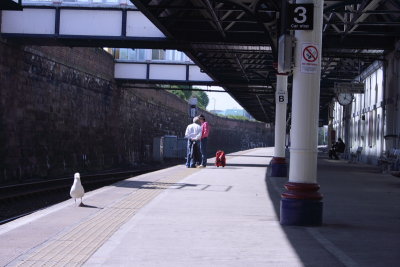 Dundee platform 1 Seagull compulsery