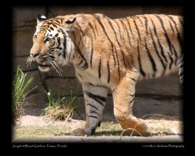 Jungala Tiger 1.jpg