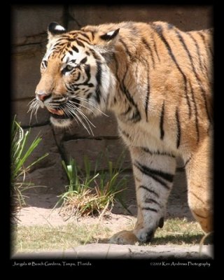 Jungala Tiger 2.jpg