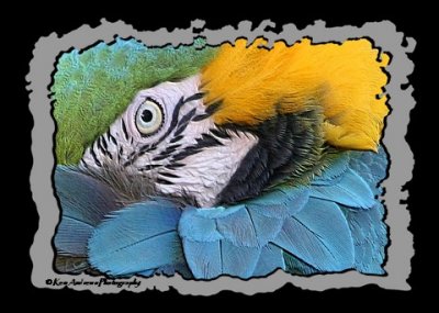 Blue and Gold Macaw 2.jpg