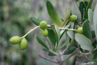 Oliven.jpg