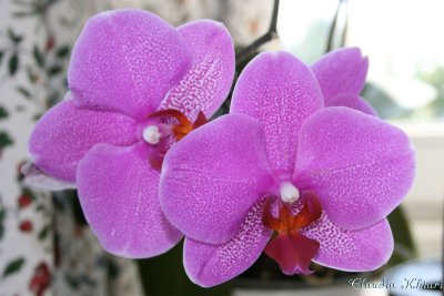 Orchidee mauve.jpg