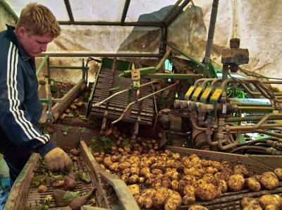 harvesting potatoes .jpg