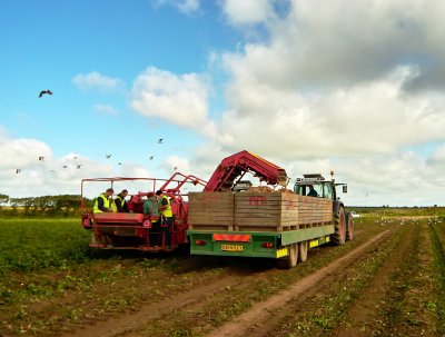 harvesting 4.jpg