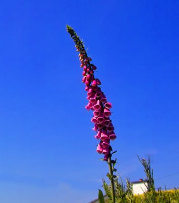 foxglove 1