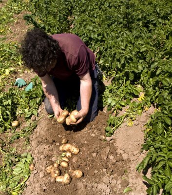 examing the crop