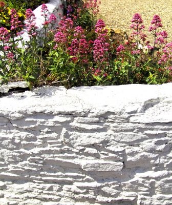 white wall and flowers .jpg