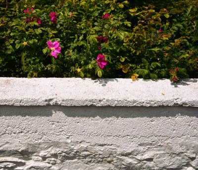 white wall and roses .jpg