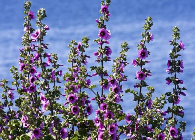 Tree mallow