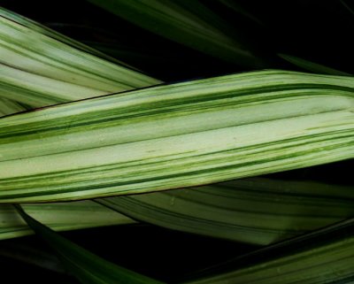 plant leaf .jpg