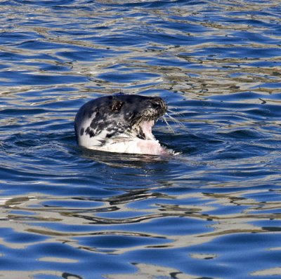 seal 5.jpg