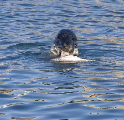 seal 4.jpg