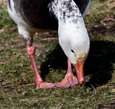 goose feeding .jpg