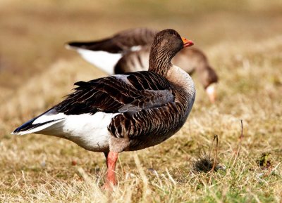 greeland  wf goose 1.jpg