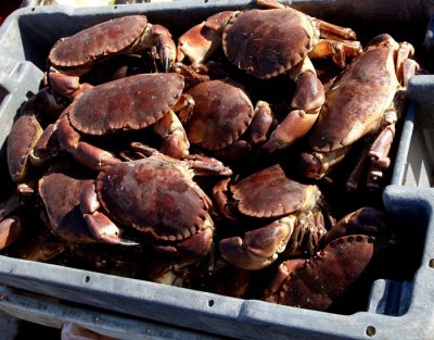 live crabs .jpg