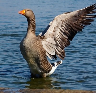 goose 1