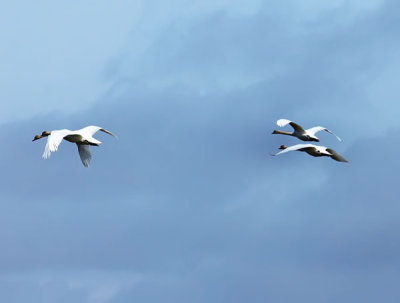 flying swans .jpg