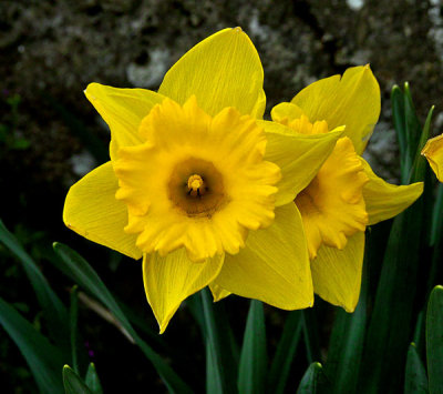 daffodil .jpg