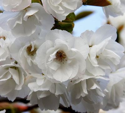 cherry blossom 2.jpg