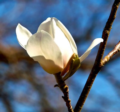 cherry bud 1.jpg