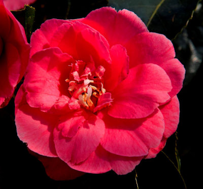 red flower .jpg