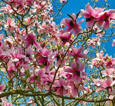 flowers 1.jpg