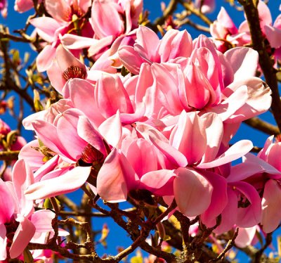 flowers 4.jpg