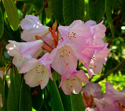 rhododendron 1.jpg