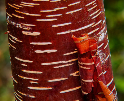 tree bark 2.jpg