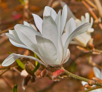 white flower 1.jpg