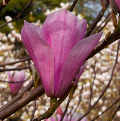 magnolia flower 1.jpg