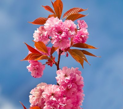 cherry blossom .jpg