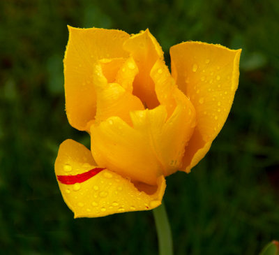 tulip 1.jpg