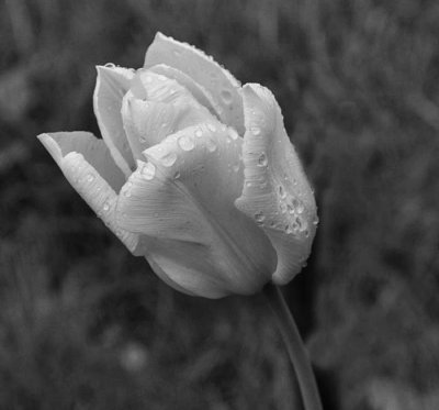 tulip 5.jpg
