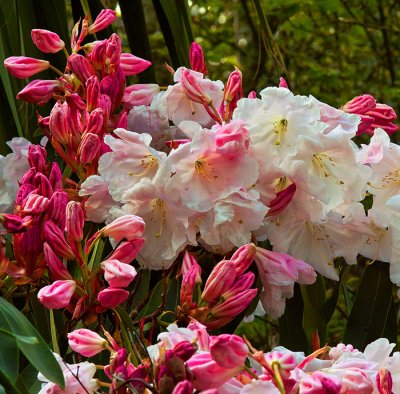 rhododendron .jpg