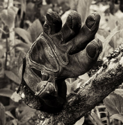 glove on tree 2.jpg