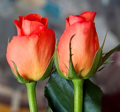 two roses .jpg