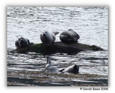 Seal Family