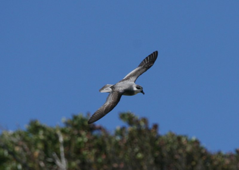 Black-winged Petrel