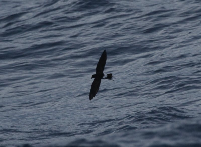 New Caledonian Storm-Petrel