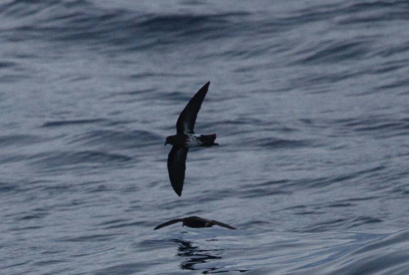 New Caledonian Storm-Petrel