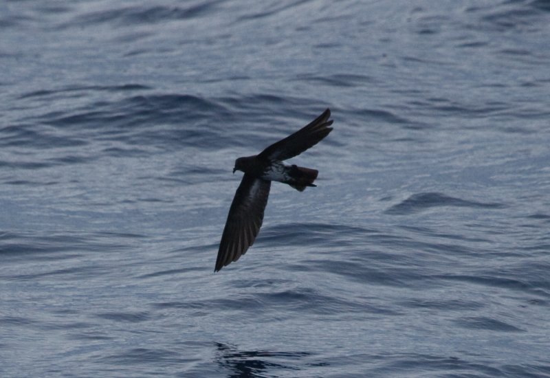 New Caledonian Storm-Petrel